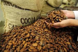 Cacao contra el Envejecimiento Cerebral